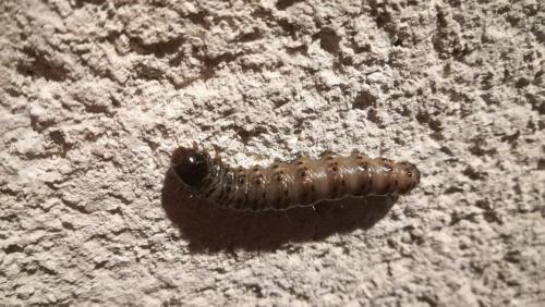 Réf. 204 589 : Apamea sp.